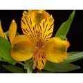 Alstroemeria - Yellow (SA) (bunch of 10 stems)